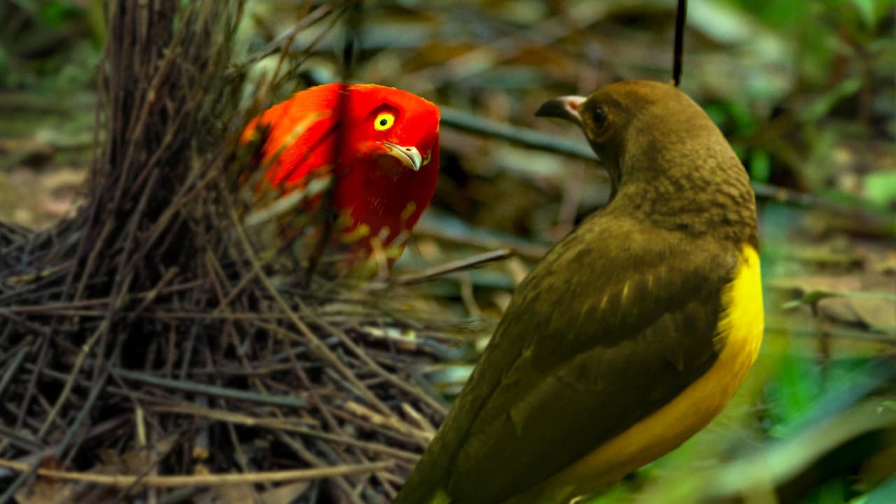 La danse des oiseaux