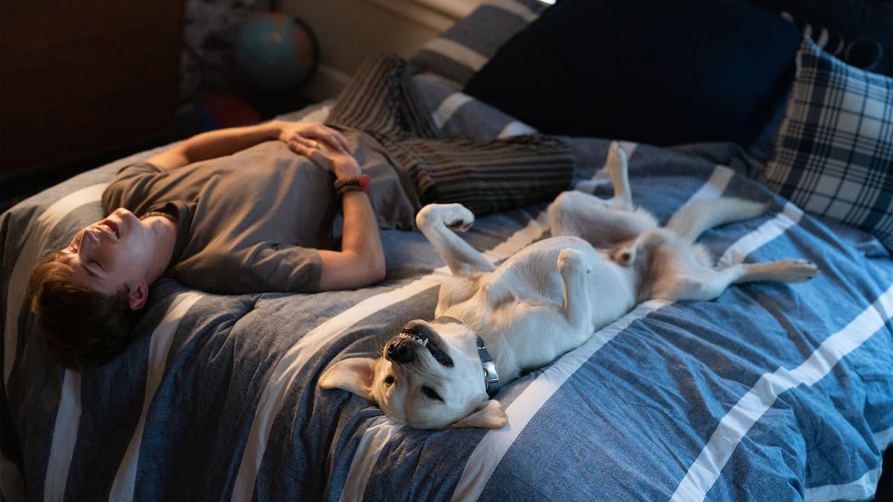 Chien perdu
