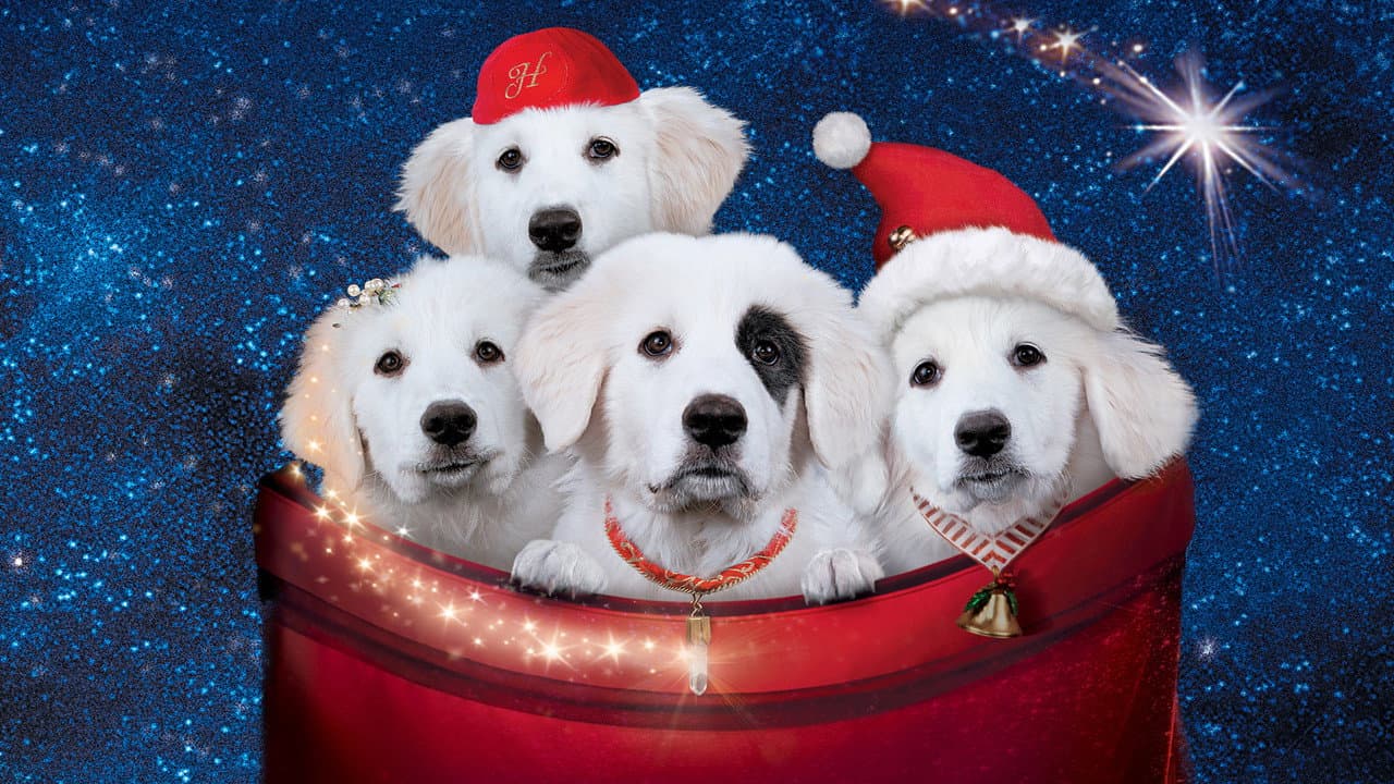 Les Chiots Noël, la relève est arrivée