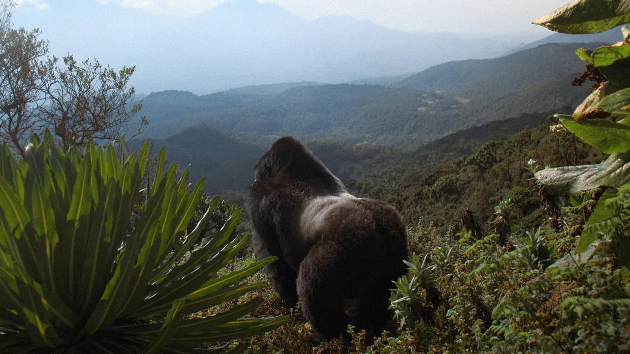Une histoire de gorilles avec David Attenborough