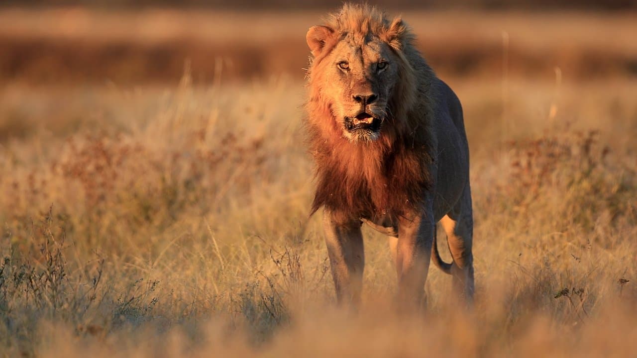 Terreur dans la savane