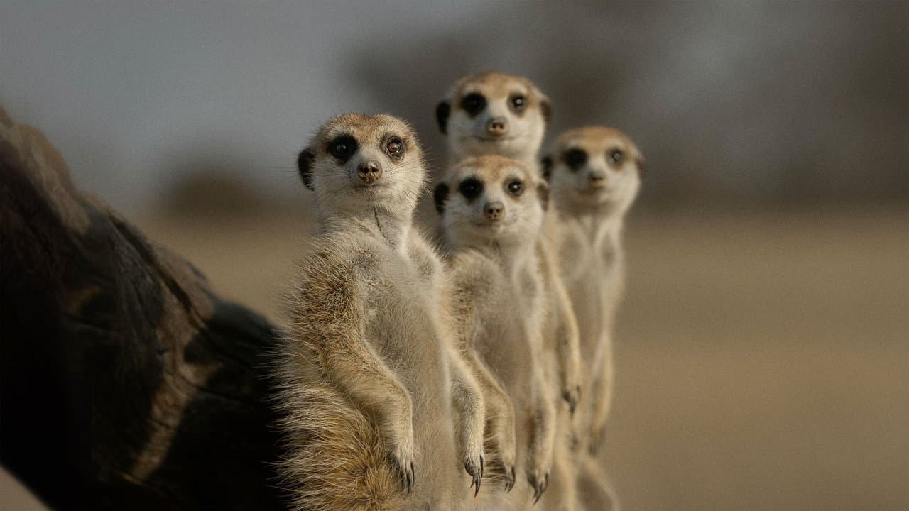 La Vie secrète des animaux