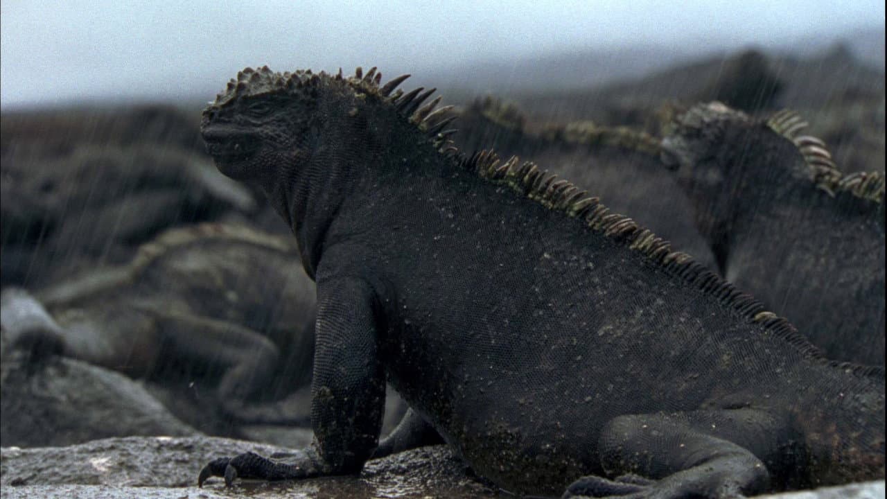 Galápagos