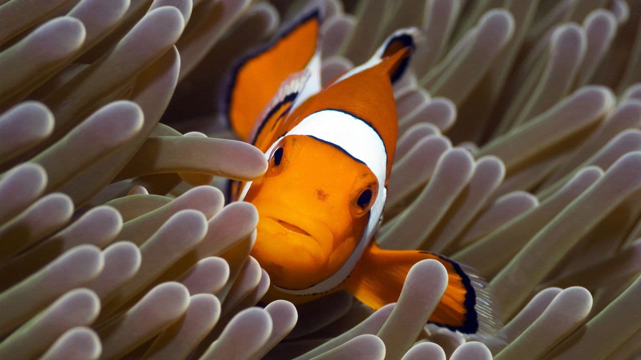 Au cœur des océans - La Planète bleue